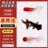 National treasure goldfish set 3