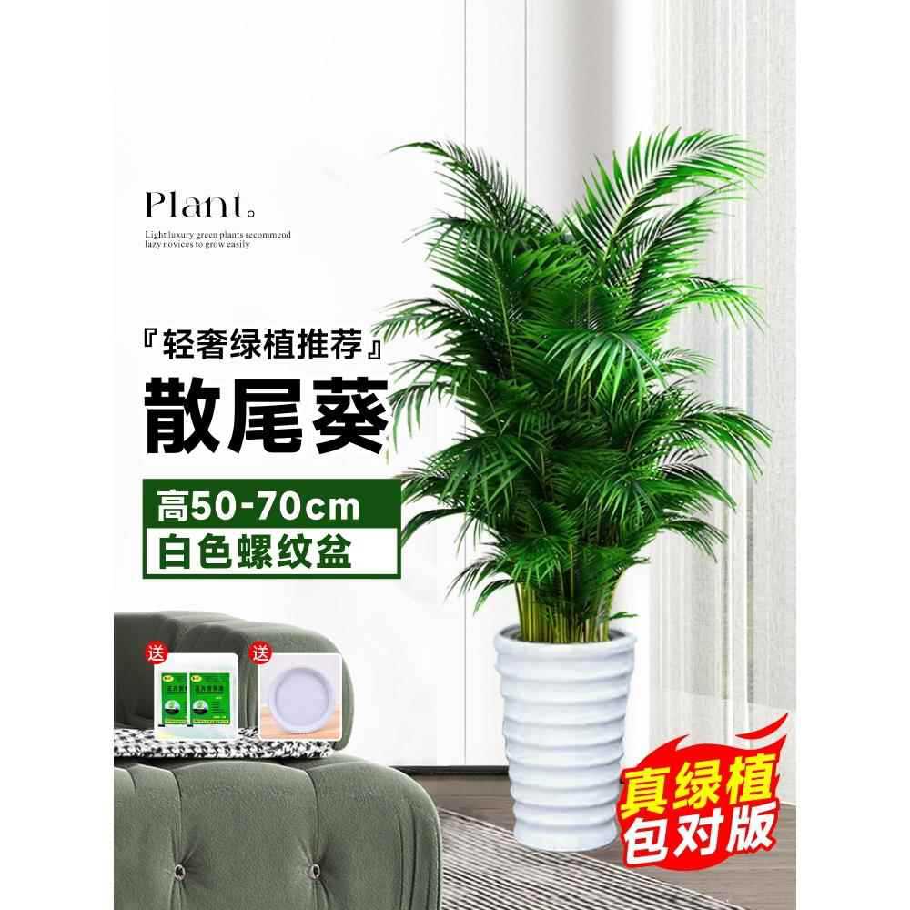 높이 50~70cm의 고품질 느슨한 콜레우스 10그루★나사형 세면대 + 무료 트레이★사계절 상록수 애완동물