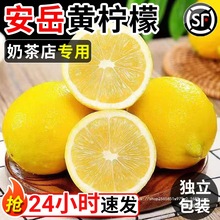 四川安岳黄柠檬新鲜水果皮薄当季整箱香水甜青柠檬小金桔特产