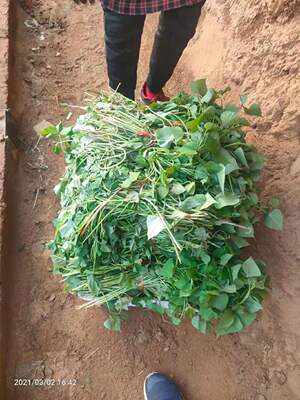 红薯苗脱毒地瓜苗棵板栗薯藤番薯苗木济薯25淀粉型制作粉条原材料|ms