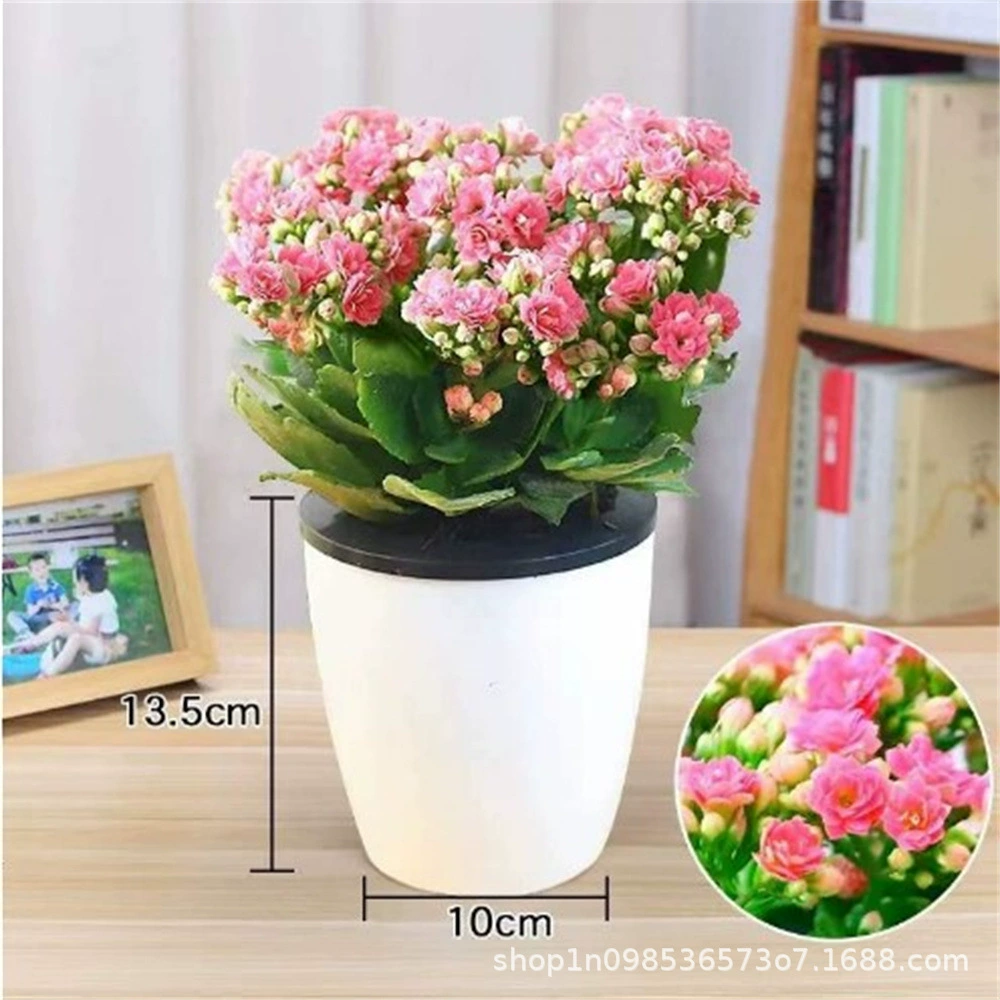 Мини-двойной цветок долголетия с бутоном хороший Крытый горшок четыре сезона открытые цветы большой цветок саженцы цветов долголетия оптом