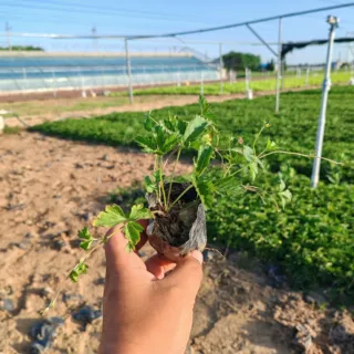 五叶委陵菜 青州宿根花基地供应绿化五叶委陵菜 绿化工程花卉批发