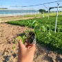 青州基地绿化五叶委陵菜