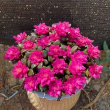 ֲﴵѩ֮\GֲؔkԎԺ