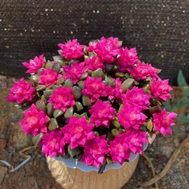 盆栽;其他园林植物;干花