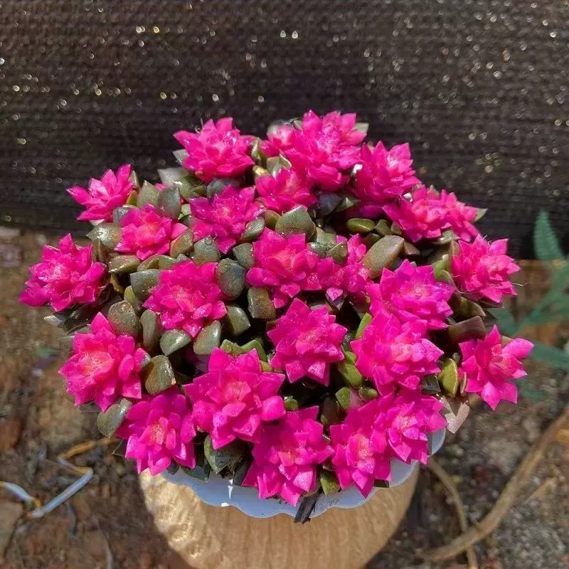 多肉植物吹雪之松锦绿植花卉招财卡日松办公室桌面盆栽带盆栽好