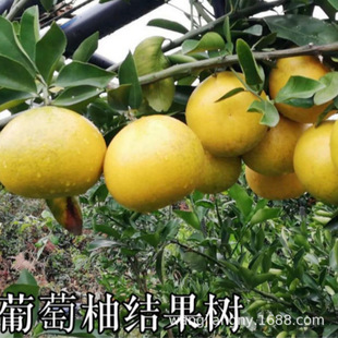 �޽��ĵ� ���Ә���t����ɳ���ֱ����NֲͥԺ�������Թ���Y����