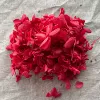 Red (Wood Hydrangea)