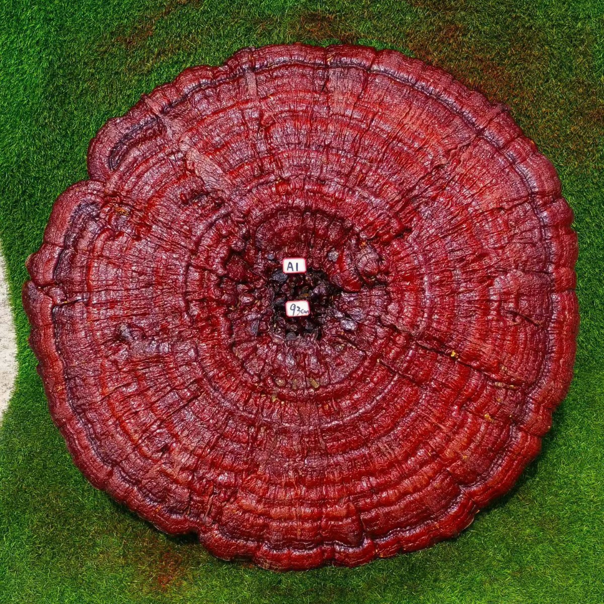 Large Purple Reishi Mushroom Display Piece 95cm Ling Zhi Ornamental Bonsai for Home and Entryway quality and texture