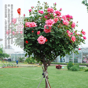 Grafted Tree-Shaped Rose Tree Stump Rose Tree Second Old Pile Indoor Potted Courtyard Balcony Large Flower All Year Round Flower Rose