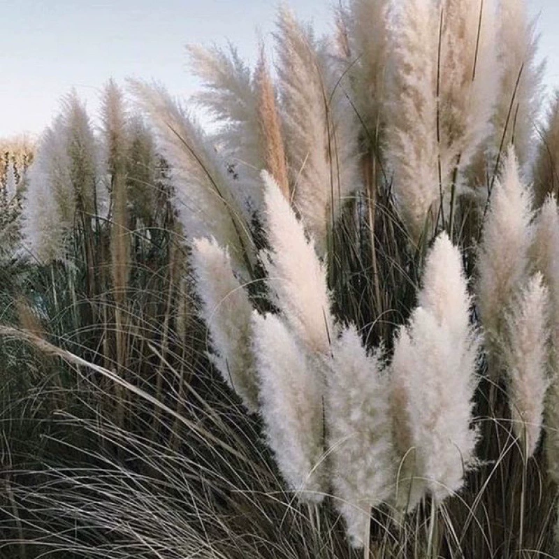 Плетёные деревья Reed Dabu Сухие цветы Лучи Дикий цветок Свадебная фотосъемка Поле Окна Декор Производитель оптом