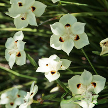 ���l�Ϸ��pɫҰ�Sβ������  ͥԺ���@ ���������Gˮꑾ���