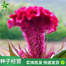 uڻNӹڠSɫͺꎻͥԺܻ