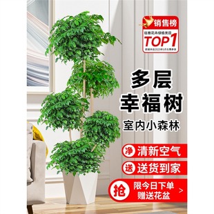 Happy Tree Living Room Potted Large Green Plants in the Office Easy to Grow Plants Big Old Pile Safe Tree Absorbs Formaldehyde All Year Round