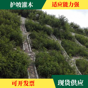 �o�¹�ľ�N�����뻱�̻��໨ľ�m��֦�Ӹ��ٻ�ɽ�;G�o�¹�������