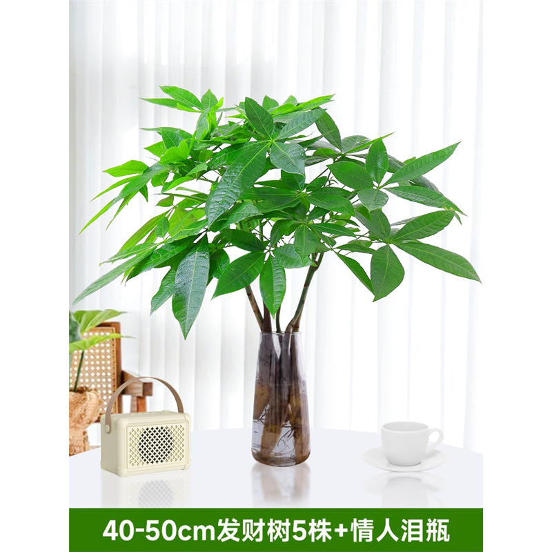 40-50cm 머니트리 5개 [연인의 눈물병 포함] 영양액 1팩 포함