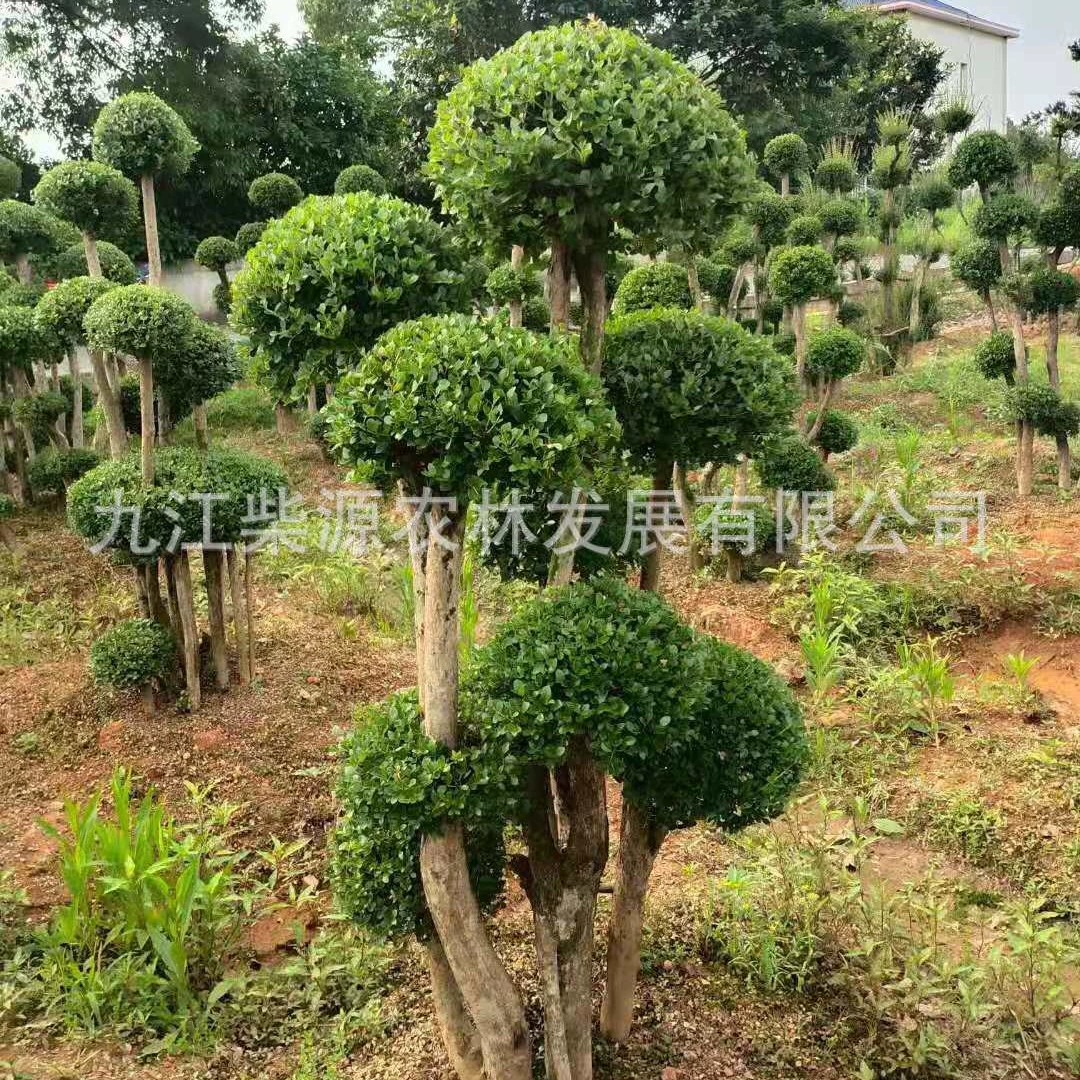 Прямые продажи Chinan 5cm Сычуань Chinan Юньнань Chinan Цзянси Продажи Chinan стопки