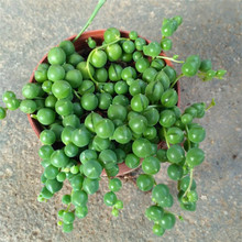 ��Ʒ���⡾���顿���mС���ԾGɫֲ�� �����������^����Gֲ����