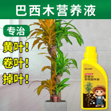 巴西木专用肥料巴西木营养液水培水养植物幸运木通用肥料 漫德莱