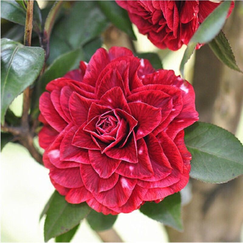 벨라 5년생 모종(새싹이 많음)에 영양비료를 첨가함