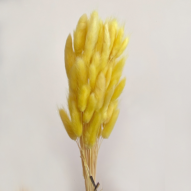 Hierba de cola de conejo flor seca hierba de cola de conejo blanco un montón de 50 piezas