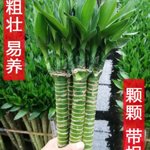 带根文昌竹龙竹富贵竹观音竹转运竹植物水养客厅室内盆栽水培绿植-阿里巴巴