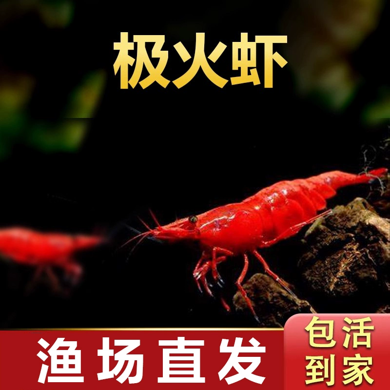 Креветки в черной скорлупе, креветки, удаляющие водоросли, свежие личинки декоративных креветок, пресноводные вишневые креветки, маленькие креветки, декоративные хрустальные креветки для аквариума.