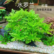 �_�m���~�׃�ˮ���ֺ����B���쾰�����ˮ��ˮ�ò��~ˮ��ֲ���