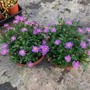 Ji Xiaoju Potted Flower Seedling Balcony Courtyard Four Seasons Flowering Continuous Plants Explosive Pots Perennial Ji Xiaoju Flowers