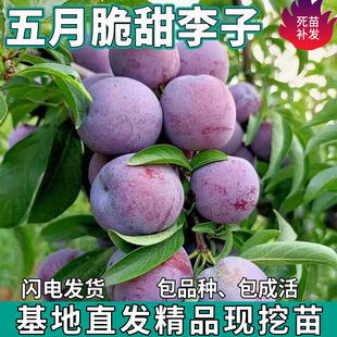 һ�����l���´��P����������ϱ�������ͥԺ�Nֲ���Լ޽����Ә���