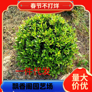 һ�����lС�~��ĸ�����A��ĸ�ļ�������ĸ�ͺ��ô������;G�����^
