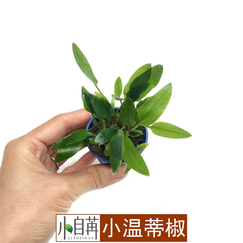 Маленький Венди маленький перец Трава водные растения живут оптом аквариум озеленение настоящие водные растения декоративный аквариум декоративный негатив Хорошо