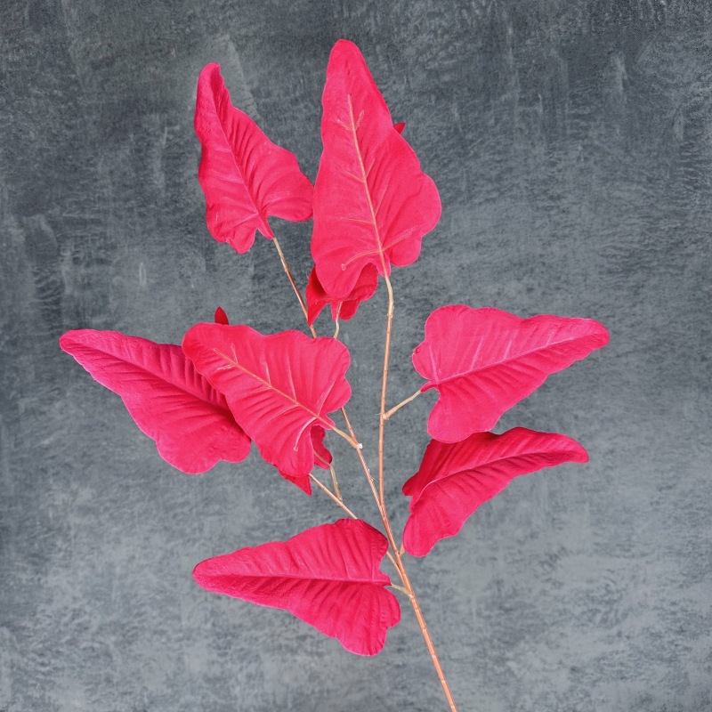 Horseshoe leaf-rose red