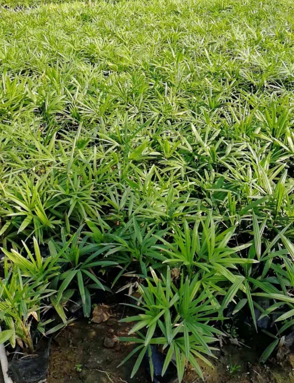 细叶棕竹 小叶棕竹 绿植阴生地被 中山基地供应-阿里巴巴