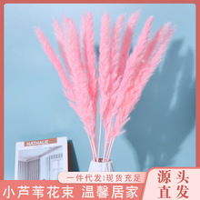 亚马逊干花小芦苇云南批发花束兔尾草软毛拂尘花跨境供货跨境热销
