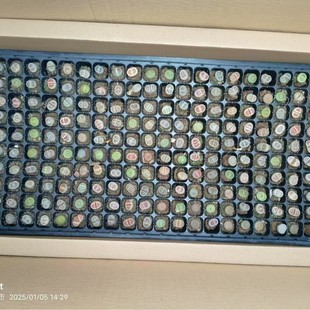 Lithops Wholesale 0.8-1.2cm