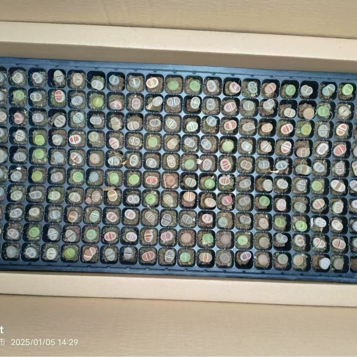 Оптовая продажа цветов из живого камня 0,8-1,2 см