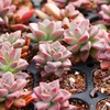 Succulent plant wholesale multi -meat combination potted large meat plants group group with potted potted base straight hair