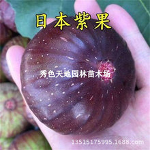 日本紫果无花果树苗特大糖心日紫法紫无花果苗南方北方种当年结果