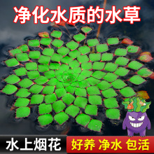 ��Ƽˮ��ֲ���~���쾰ˮ��ֲ��ˮ�ϟ���һ�~ɏˮ���J�ŷ��B�~ˮ��