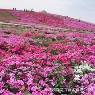 Park Greening Large Flower Phlox Qingzhou Base Wholesale Cold-Resistant Flower Zenyi Phlox Potted Plant