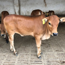 SţţsţСţٳۃrٛBֳ\ݔ