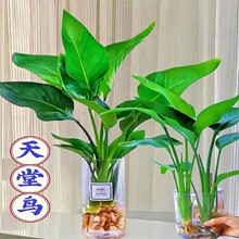 天堂鸟水培植物鹤望兰盆栽大型绿植室内花卉水养棕竹招财竹富贵竹