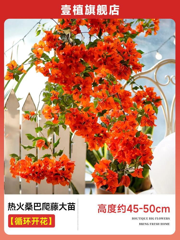 [계절꽃] 열사나무 삼바덩굴대모종 [45-50cm]