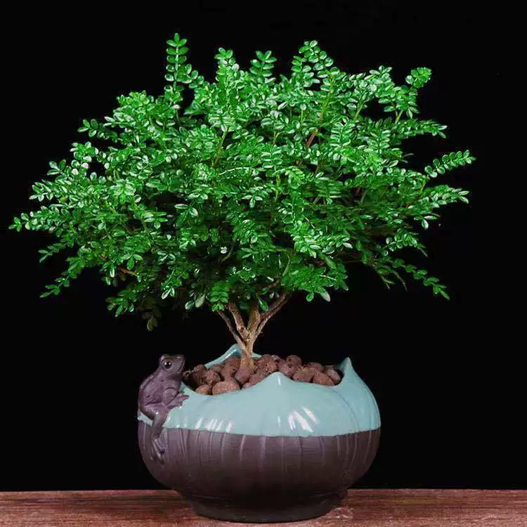 Антимоскитное средство от комаров Аутентичный перец Ароматное дерево Горшечное растение Комнатный цветок Малика Старый ворс Бонсай Гидропонное зеленое растение