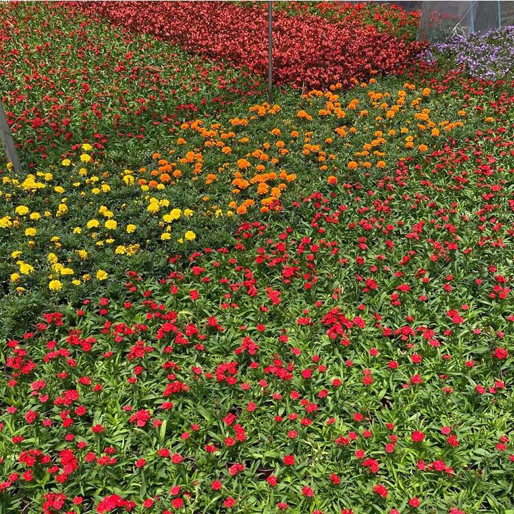 QQ图片20200807155808