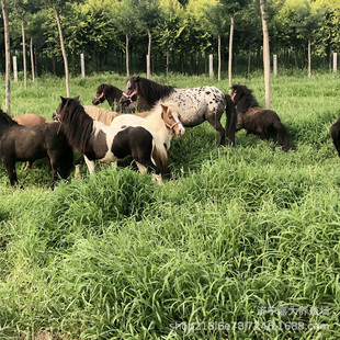 �T��С���R�F؛��������Ӗ�õİ��_�R�Ј����郺ͯ�T�����տ�ҕ�l