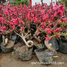 ���������ذ��һ������������Ҙ����辰�������ͺ�ֲ������һ���