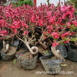 ���������ذ��һ������������Ҙ����辰�������ͺ�ֲ������һ���