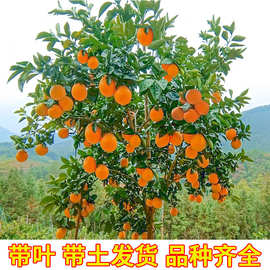 橙子树苗嫁接赣南脐橙纽荷尔橙子苗当年结果南北方地栽盆栽果树苗